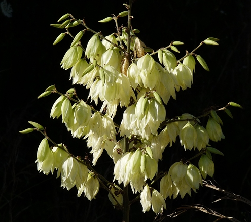 {Yucca filamentosa}